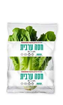 חסה גלאט עלים - יחידה