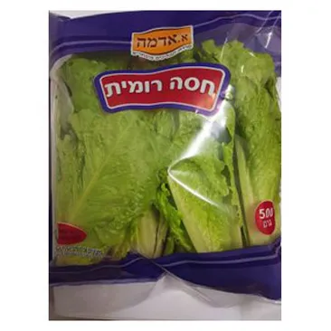 חסה רומית