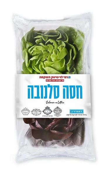 חסה סלנובה מהדרין רמ